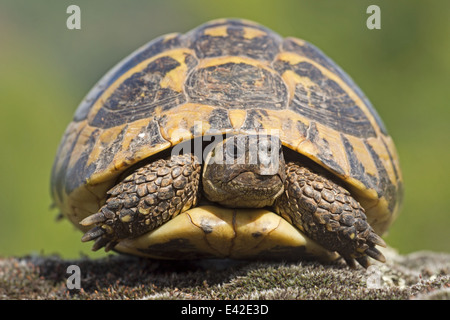 Tortue grecque dans les montagnes de Pirin en Bulgarie Banque D'Images