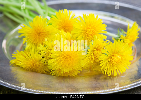 Pissenlits cueillis sur un plateau (Taraxacum officinale). Utilisé dans la nourriture, la boisson, la phytothérapie Banque D'Images