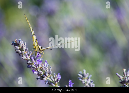 Gros plan d'une alimentation papillon sur une fleur Banque D'Images