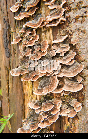 Groupe de champignons à rayures poussant sur un tronc d'arbre Banque D'Images