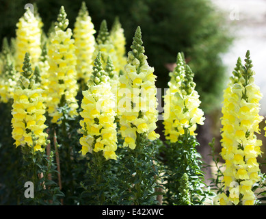 White Antirrhinum majus fleurs jaunes s'épanouissent dans le jardin. Banque D'Images