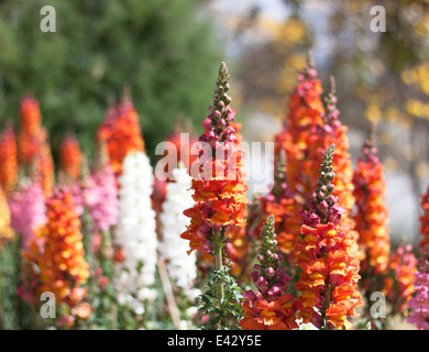 Red Orange Antirrhinum majus fleurs fleurir dans le jardin. Banque D'Images