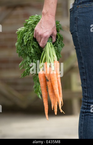 Maintenant un tas de carottes dans une main de femme Banque D'Images