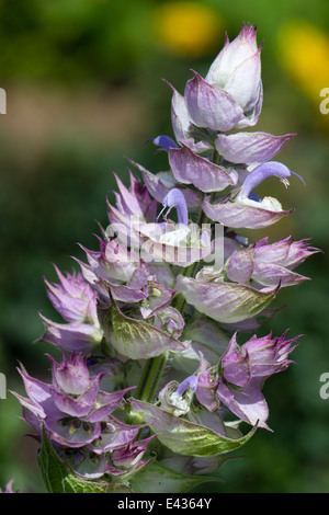 Fleur de l'herbe, Salvia sclarea var. turkestanica Banque D'Images