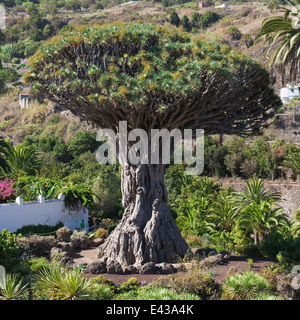 Célèbre Drago Milenario (Arbre Dragon millénaire) de Icod de los Vinos à Tenerife, Îles Canaries, Espagne. Banque D'Images