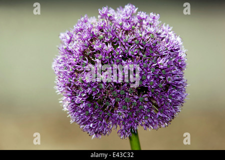 Alium capitule. Banque D'Images