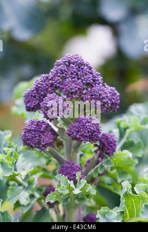 Brassica oleraceae. Purple Sprouting brocoli dans le potager. Banque D'Images