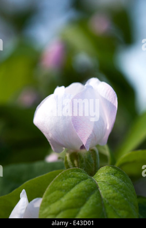 Cydonia oblonga. Le cognassier 'Vranja' fleur. Banque D'Images