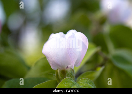 Cydonia oblonga. Le cognassier 'Vranja' fleur. Banque D'Images