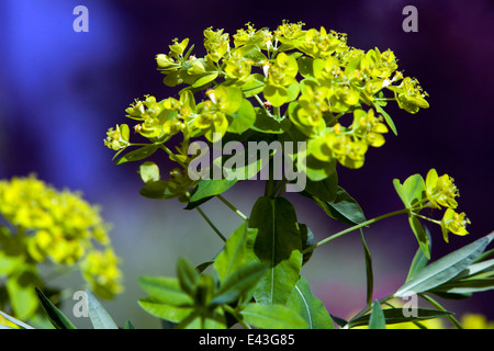 Euphorbia, Fleur bokeh Banque D'Images