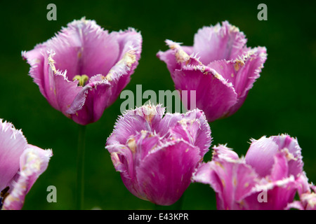 Tulipe rose in garden Banque D'Images