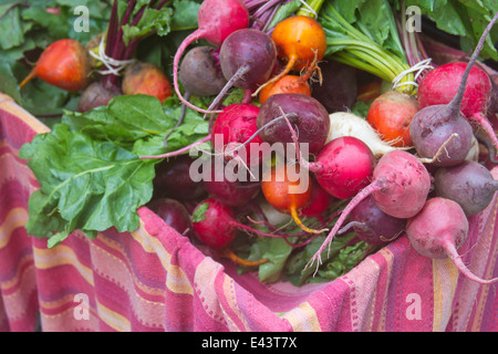 Close up de betteraves organiques colorées pour vente du jardin Banque D'Images