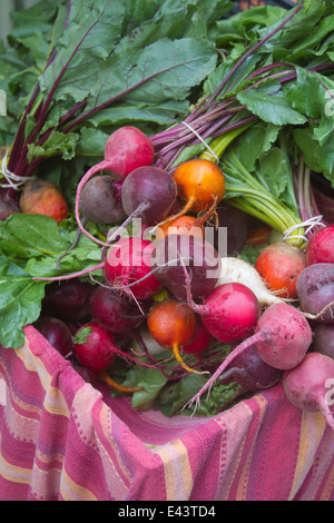 Betteraves organiques colorées pour vente du jardin Banque D'Images