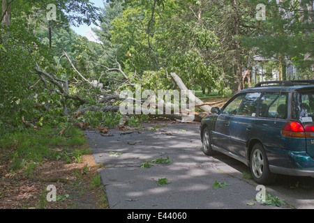 Arbre de chêne abattu tempête bloque complètement une rue l'arrêt d'une voiture à ses voies Banque D'Images