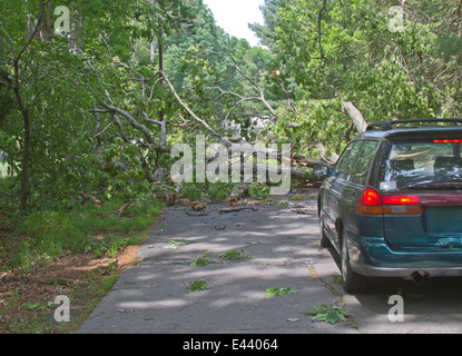 Un chêne frappé par la foudre au cours d'une tempête se trouve dans une route froissé l'arrêt d'une voiture d'aller plus loin Banque D'Images