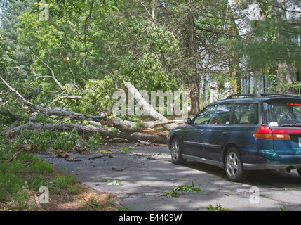 Un chêne frappé par la foudre au cours d'une tempête se trouve dans une route froissé obstruction à une voiture de se passé, il Banque D'Images