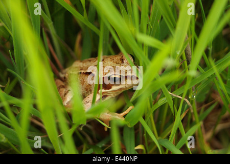 Grenouille rousse dans les pâturages humides Rana temporaria amphibiens Irish UK terres agricoles européennes grassland habitat important col iris des yeux de l'élève Banque D'Images