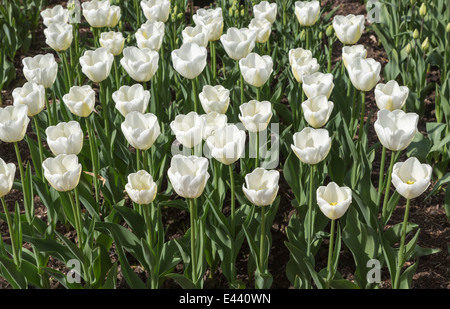 Jolie tulipe blanche, 'Angels' souhaite Banque D'Images