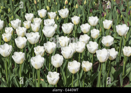 Jolie tulipe blanche, 'Angels' souhaite Banque D'Images