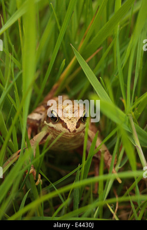 Grenouille rousse dans les pâturages humides Rana temporaria amphibiens Irish UK terres agricoles européennes grassland habitat important col iris des yeux de l'élève Banque D'Images