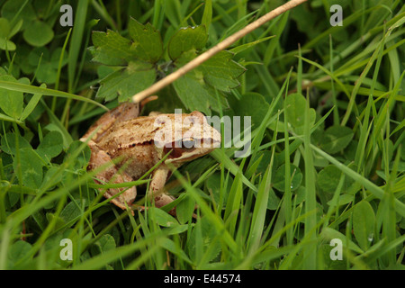 Grenouille rousse dans les pâturages humides Rana temporaria amphibiens Irish UK terres agricoles européennes grassland habitat important col iris des yeux de l'élève Banque D'Images