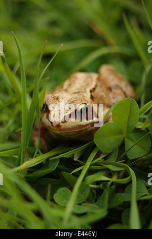 Grenouille rousse dans les pâturages humides Rana temporaria amphibiens Irish UK terres agricoles européennes grassland habitat important col iris des yeux de l'élève Banque D'Images