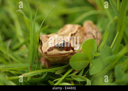 Grenouille rousse dans les pâturages humides Rana temporaria amphibiens Irish UK terres agricoles européennes grassland habitat important col iris des yeux de l'élève Banque D'Images