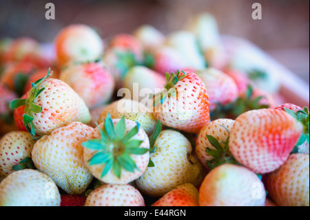 Fraises dans un panier sur le jardin ferme Banque D'Images