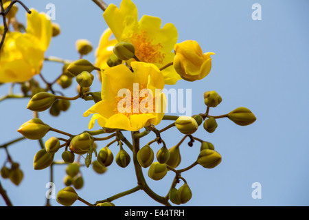 Coton soie Fleurs arbre jaune Banque D'Images