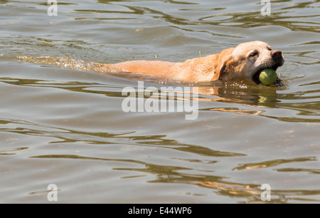 Golden Retriever dans de l'eau avec la balle dans la bouche sur le point de le saisir. Banque D'Images