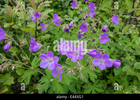 Arrière-plan de belles fleurs violettes Banque D'Images