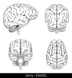 Un schéma d'un cerveau à partir de la partie supérieure avant et l'arrière dans les grandes lignes. Banque D'Images