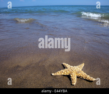 L'étoile de mer sur une plage de sable au bord de la mer. De beaux souvenirs de la dernière maison de vacances. Banque D'Images