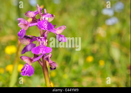 Wild Orchid Orchis morio, Orchidaceae, Parc National du Gargano, Pouilles, Italie Banque D'Images