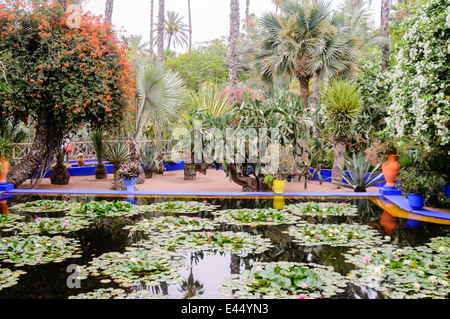 Des nénuphars dans un étang aux Jardins Majorelle, un mémorial pour Yves Saint Laurent, Marrakech, Maroc Banque D'Images