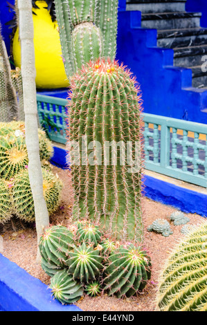 Cactus dans les jardins Majorelle, un mémorial pour Yves Saint Laurent, Marrakech, Maroc Banque D'Images