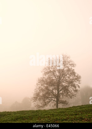 Portrait vertical de l'arbre de chêne solitaire dans le brouillard. Pays Basque. L'Espagne. Banque D'Images