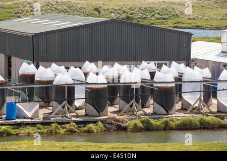 Une ferme ostréicole sur l'Île Walney, Cumbria, UK. Banque D'Images