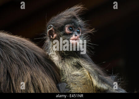 Singe araignée de Geoffroy (Ateles geoffroyi), les jeunes, captive, Province de Western Cape, Afrique du Sud Banque D'Images