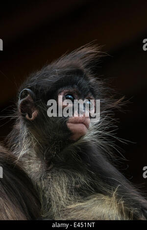 Singe araignée de Geoffroy (Ateles geoffroyi), les jeunes, captive, Province de Western Cape, Afrique du Sud Banque D'Images