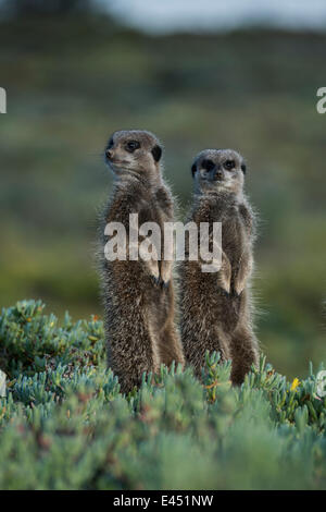 Deux Les suricates (Suricata suricatta), petit Karoo, Province de Western Cape, Afrique du Sud Banque D'Images