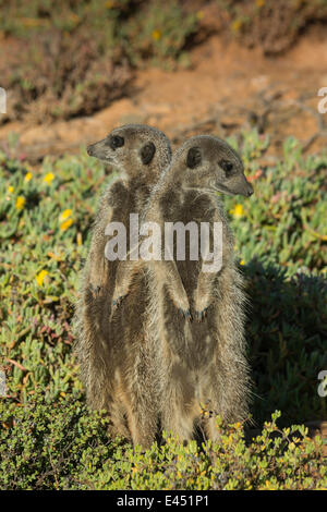 Deux Les suricates (Suricata suricatta) à la recherche dans des directions opposées, Petit Karoo, Province de Western Cape, Afrique du Sud Banque D'Images