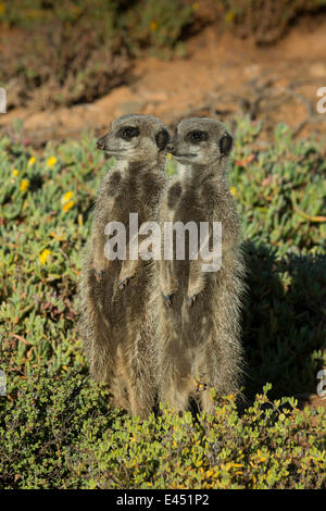 Deux Les suricates (Suricata suricatta), petit Karoo, Province de Western Cape, Afrique du Sud Banque D'Images