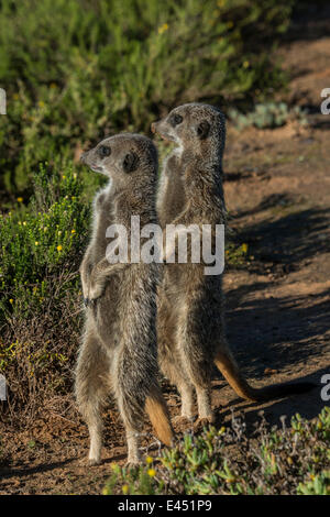 Deux Les suricates (Suricata suricatta), petit Karoo, Province de Western Cape, Afrique du Sud Banque D'Images