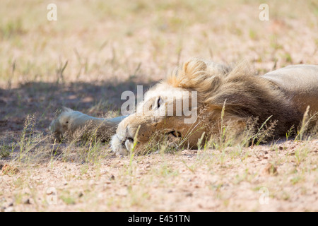 Un lion couché dans le désert, regardant en arrière paresseusement. Banque D'Images