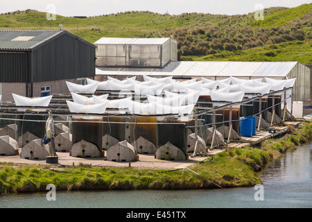 Une ferme ostréicole sur l'Île Walney, Cumbria, UK. Banque D'Images