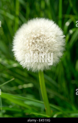 Graines de pissenlit Blowball, (Taraxacum sect. Ruderalia), Allemagne Banque D'Images