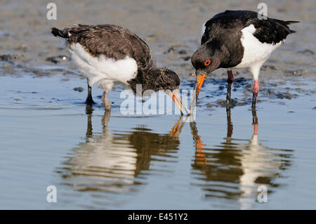 Les huîtriers (Haematopus ostralegus), adulte et jeune oiseau en quête de nourriture, Texel, à l'ouest de l'archipel Frison, North Holland Banque D'Images