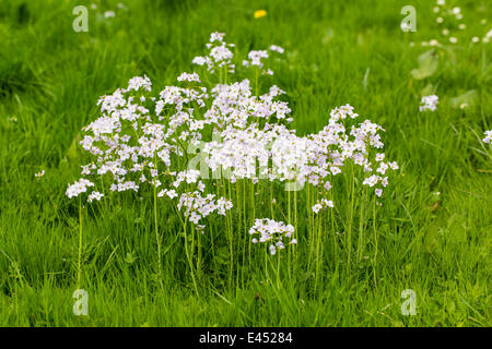 Cardamine des prés (Cardamine pratensis), Hesse, Allemagne Banque D'Images