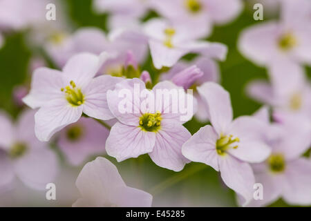 Cardamine des prés (Cardamine pratensis), Hesse, Allemagne Banque D'Images